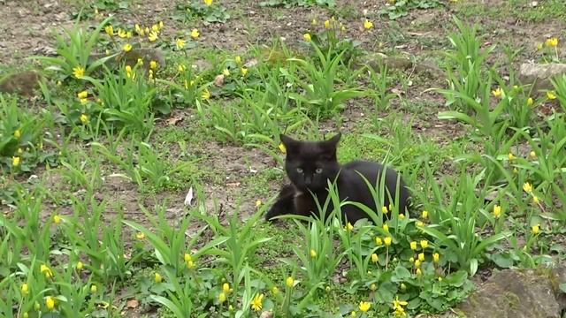 Цветут алыча, абрикос и нарциссы в Анапе смотреть онлайн