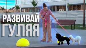 Развиваем собаку играя в полезные игры на улице.