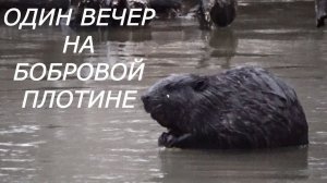 ОДИН ВЕЧЕР НА БОБРОВОЙ ПЛОТИНЕ