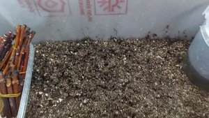 ❗О КИЛЬЧЕВАТОРЕ ДЛЯ ГОРТЕНЗИЙ❗?Поставила одревесневшие черенки на проращивание.? Ждем корни?