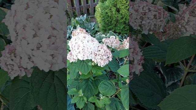 гортензия древовидная Маршмеллоу  в условиях севера и бедных почв