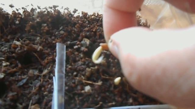 Адениум, сею семена смотреть онлайн