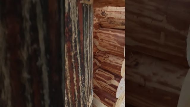 Сруб 6х3. Диаметр бревна 18-20. смотреть онлайн