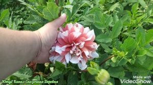 Георгины с очень крупными цветами.