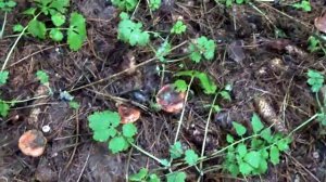 Рядовки (говорушки) дымчатые. Съедобные грибы. Как распознать.