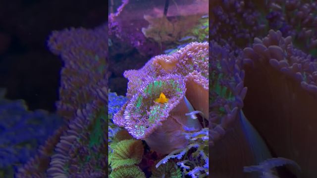 Красота подводного мира в салоне «Аква Лого» смотреть онлайн