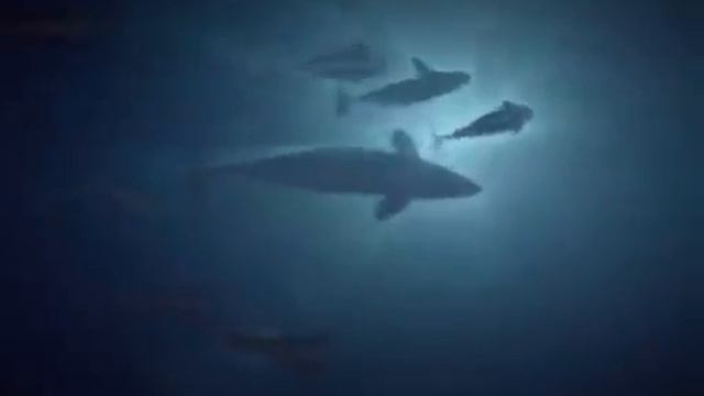 Касатки жестоко убивают огромного кита смотреть онлайн