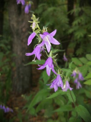 96. Колокольчик рапунцелевидный - Campanula rapunculoides