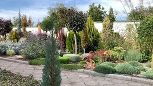 ВЫРАЩИВАНИЕ ХВОЙНЫХ ВЕЛИКАНОВ. СКАЛЬНЫЙ МОЖЖЕВЕЛЬНИК. Можжевельники в ландшафтном дизайне.