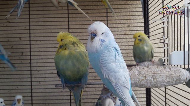 🎤 Учим попугая по имени Арчи говорить, видеоурок 1: "Арчи хорошая птичка"