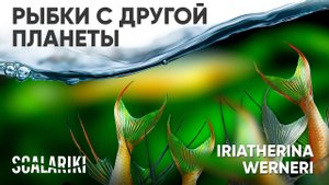 #Рыбка с другой планеты. #Ириатерина Вернера. Содержание, кормление, разведение