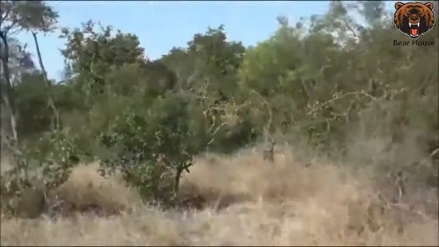 Savanna and Lions,, смотреть онлайн