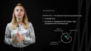 Химический состав клетки. Белки. Липиды. Углеводы | Биология