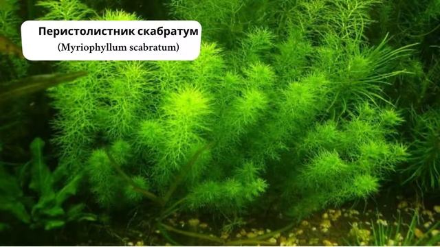 10 неприхотливых длинностебельных растений  для аквариума