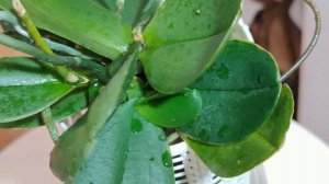 АЛОЭ для ОРХИДЕЙ! НЕОЖИДАННЫЕ РЕЗУЛЬТАТЫ ДЕЙСТВИЯ СОКА АЛОЭ! ОШЕЛОМЛЯЮЩИЙ ЭФФЕКТ ДЕЙСТВИЯ СОКА АЛОЭ