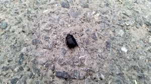 Жук, предположительно, навозник-землерой (апрель 2024)