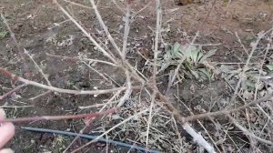 КИЗИЛ и ЛЕЩИНА, плодовые почки.