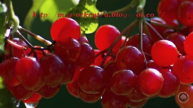 КАЛИНА. смотреть онлайн