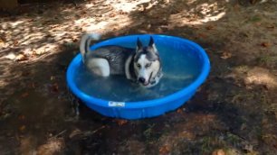 Пёс купается в бассейне