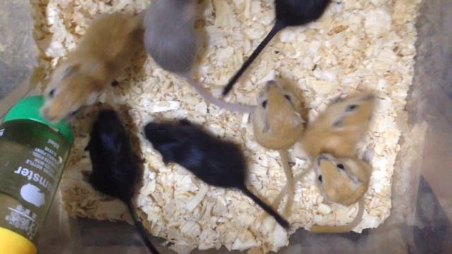 Монгольская Песчанка