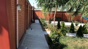 Французский Бульдог Марсик неисправимый драчун