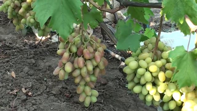 Давидович виноград и саженцы винограда фильм 3 смотреть онлайн