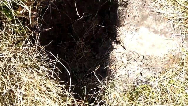 Rutus alter 71 тест на 20 копеек 1946 года