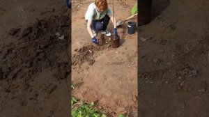 посадка плодового саженца