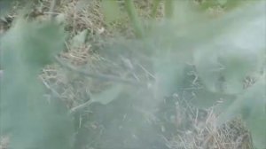 ? Подвязка помидор и огурцов в теплице ?
