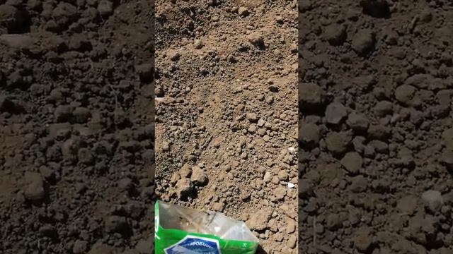 Посадка патиссонов в открытый грунт