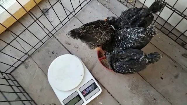 Цыплята грис бар, 25дней. смотреть онлайн