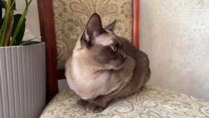 Лучия Капучино Кэт: «Подойди ко мне поближе». Бурманская кошка шоколадного окраса, апрель 2023.