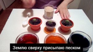 Как получить цветные кактусы