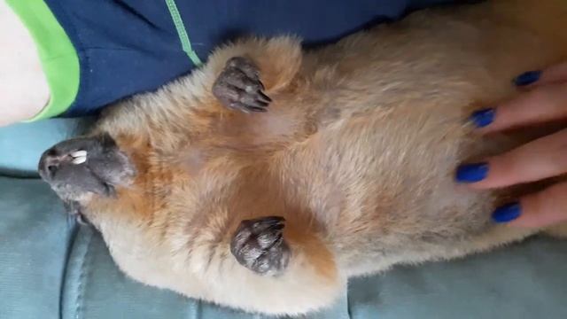 Спит, как сурок#прикольныеживотные #marmot#байбак#домашнийсурок