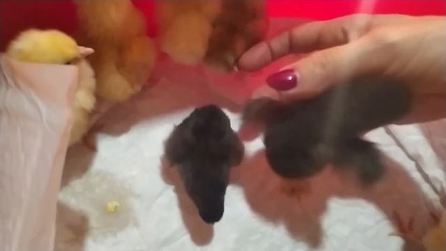 #Вылуп#Как отличить курочек от петушков# смотреть онлайн