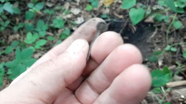 Ухххх в лесу творится что то Ужасное. Находки радуют смотреть онлайн