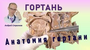 Гортань: строение и топография гортани