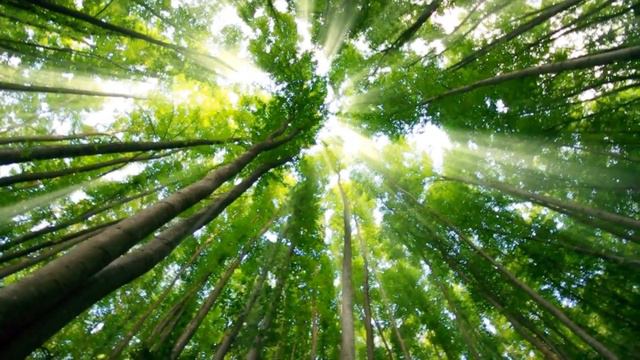 Поучительная сказка для детей "Подсолнух-задавака". Читает автор Евгения Светланова смотреть онлайн