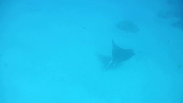 Adlerrochen. Spotted Eagle Ray. СКОРОСТНОЙ Орляковый скат..DSCF1470