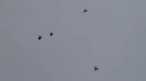 Николаевские торцовые голуби  Дудкина