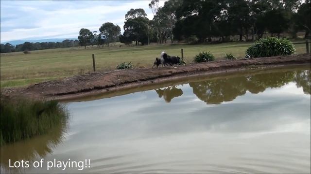 Solo - Finnish Lapphund - Training - 12 weeks смотреть онлайн