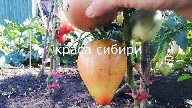 ТОМАТ ТЕМРЮК ПОКОРИЛ МОЁ СЕРДЦЕ! обзор сортов томатов