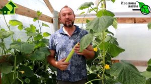ВОТ что бывает, если перестараться с подкормками - жирование и пустотелость огурцов.