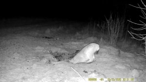 Рысь. Рысь на приваде