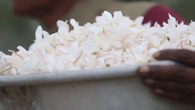 The Delicate Process of Sourcing doTERRA Jasmine Absolute смотреть онлайн