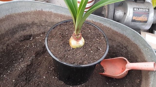 ГИППЕАСТРУМЫ. Мифы и реальность! Немного о биологии растения. смотреть онлайн