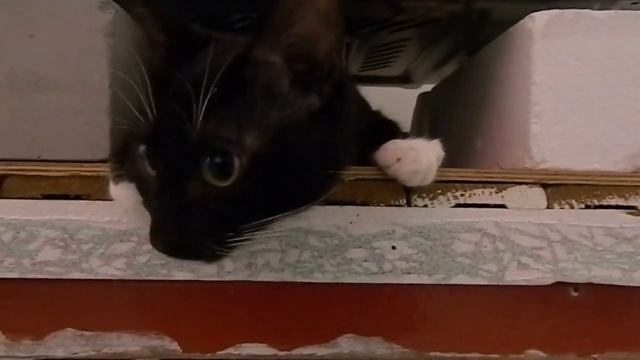 Черно-белый кот и православная печь SAMSUNG смотреть онлайн