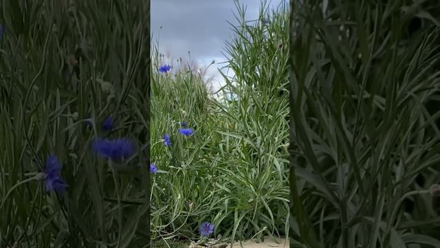 Потанцюй  зі мною в саду!