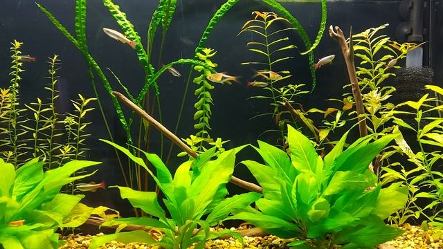 Кардинал, совместимость с аквариумными рыбками смотреть онлайн