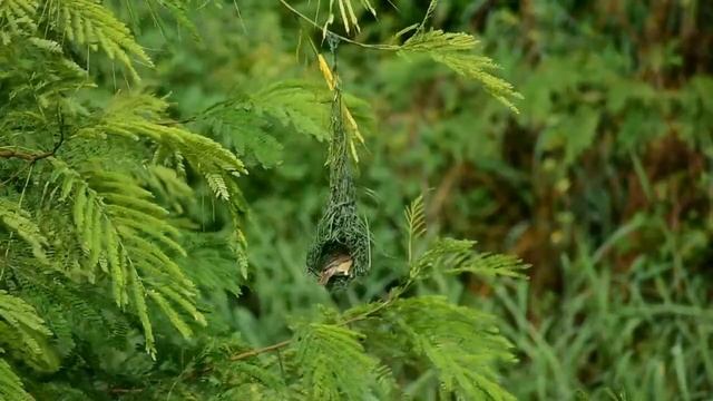ЗВУКИ ПРИРОДЫ:шорох леса,пение птиц,шум водопада,шелест волн. смотреть онлайн
